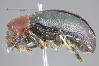 Media type: image; Entomology 17305   Aspect: habitus lateral view
